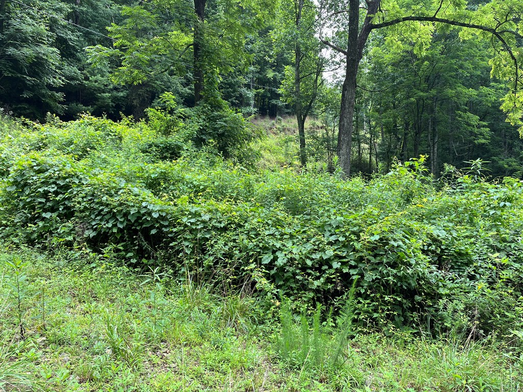 0 Bates Creek Road Murphy, NC 28906 - Photo 3 of 7