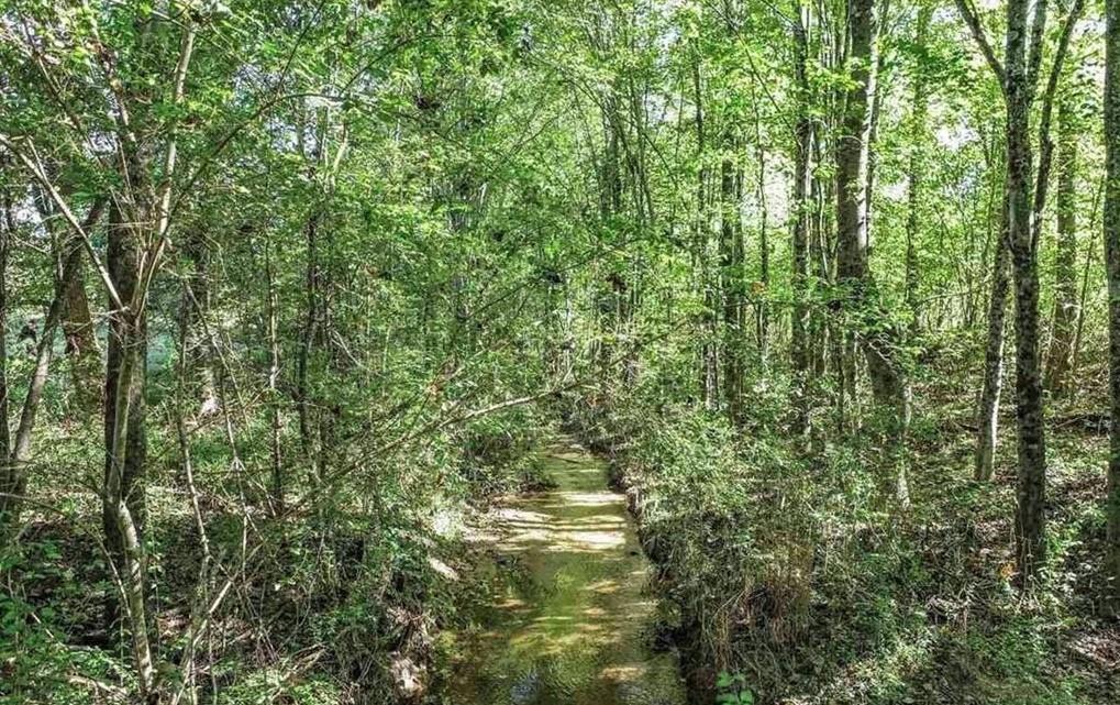 1340 441 Express Way Mount Mount Airy, GA 30563 - Photo 19 of 25 a close view of a forest