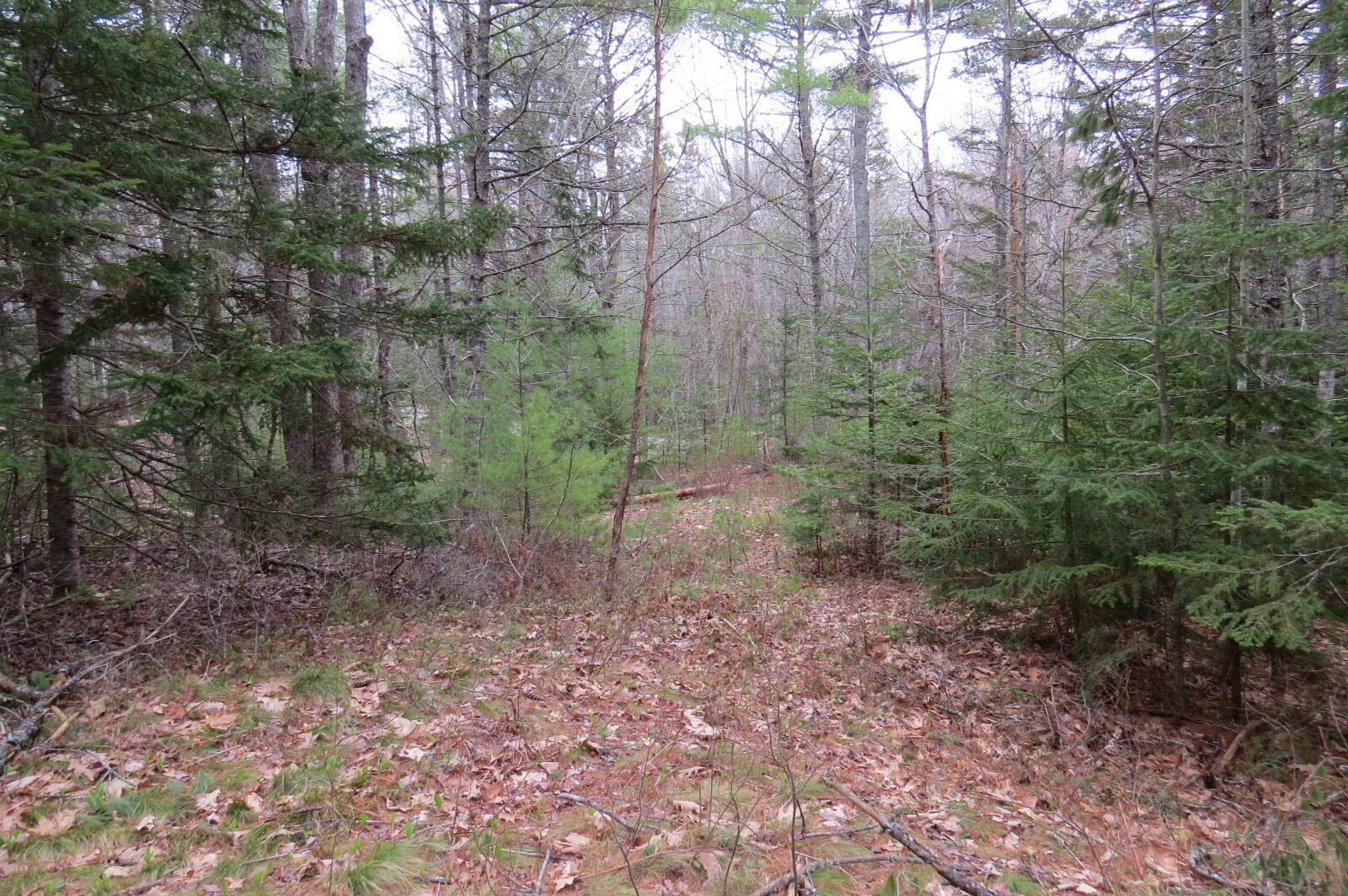 23 Porcupine Road Sullivan, ME 04664 - Photo 7 of 27 IMG_0190