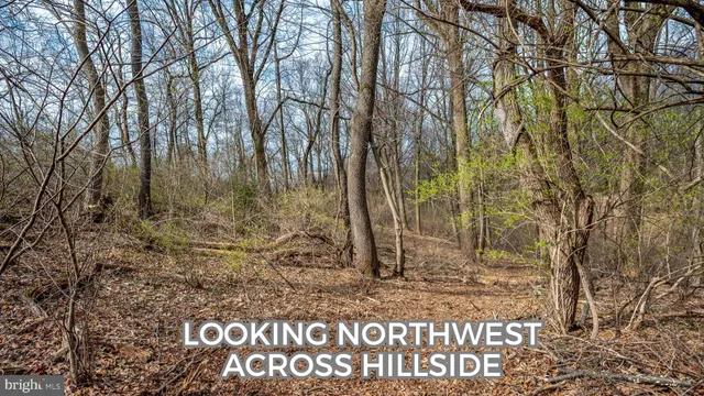 a view of a lush green forest with large trees