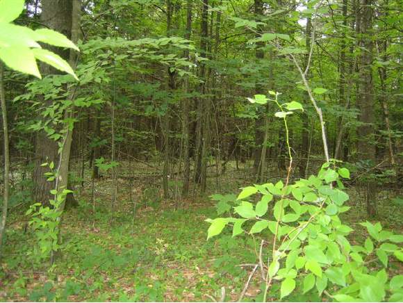 0 Church Road Pembroke, NH 03275 - Photo 1 of 1 Gallery Image 1