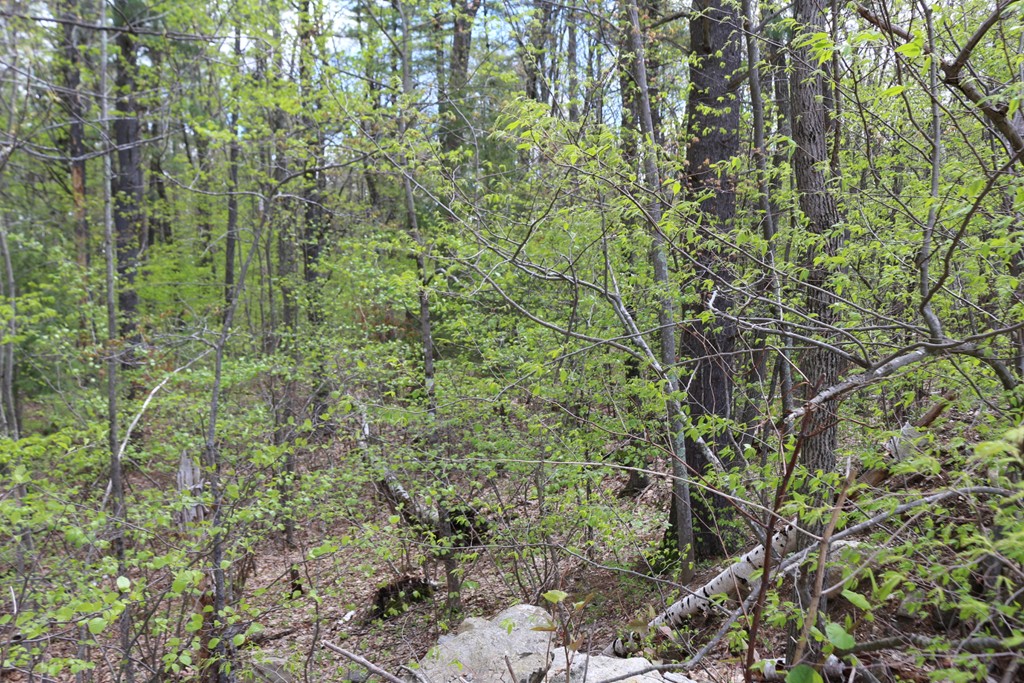 Lot 20 Ludlow Road Windham, NH 03087 - Photo 7 of 10 Gallery Image 7