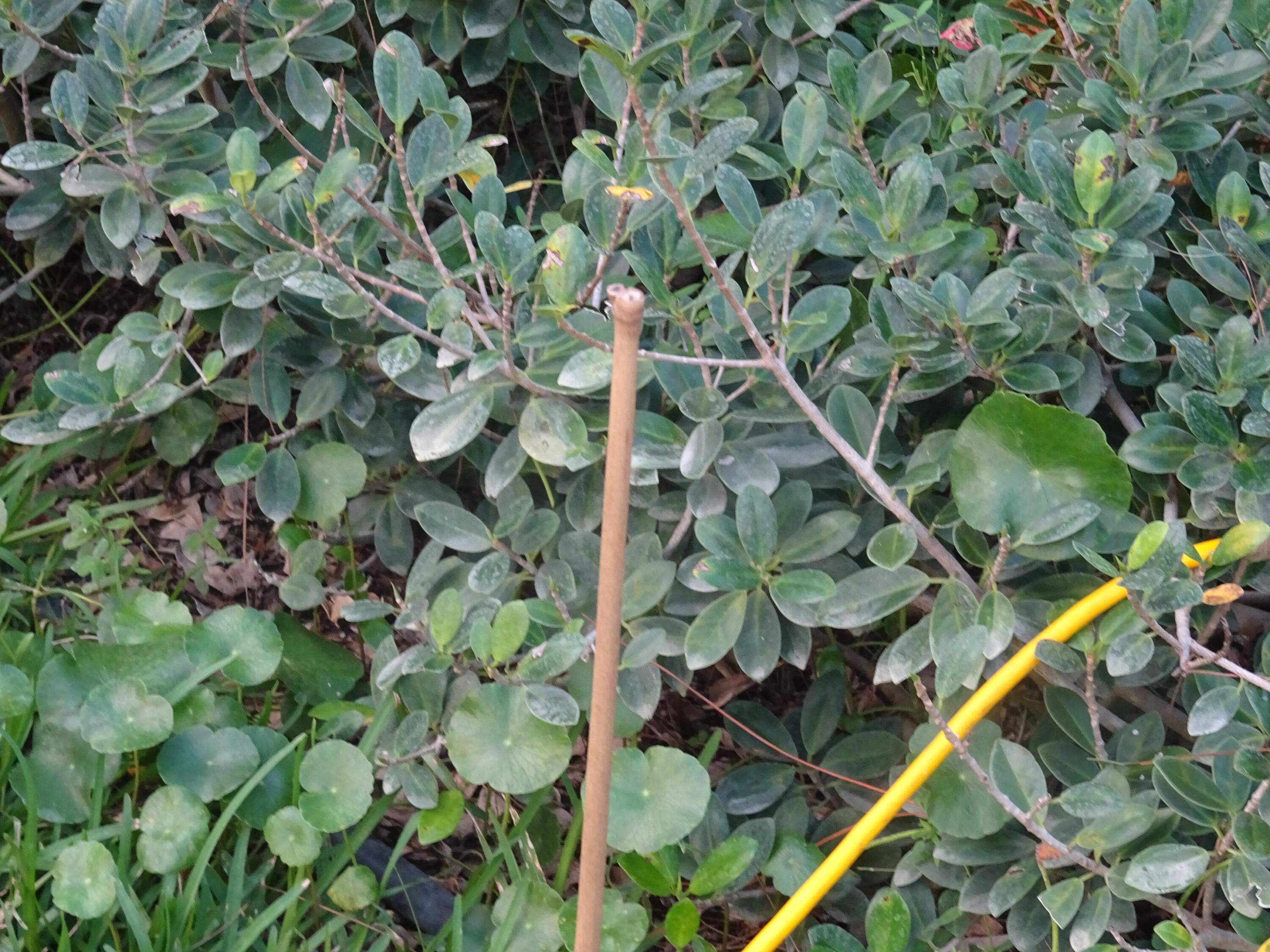 930 Rambling Dr Circle Wellington, FL 33414 - Photo 16 of 31 DSC03388