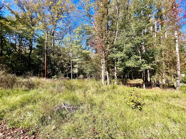 a view of a yard with plants and trees