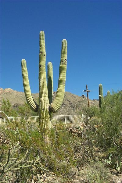 648 East Magee Road Tucson, AZ 85704 - Photo 7 of 10