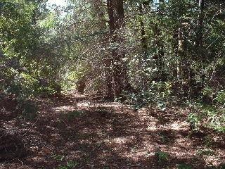 0 Ten Mile Cutoff Road Gualala, CA 95468 - Photo 6 of 10