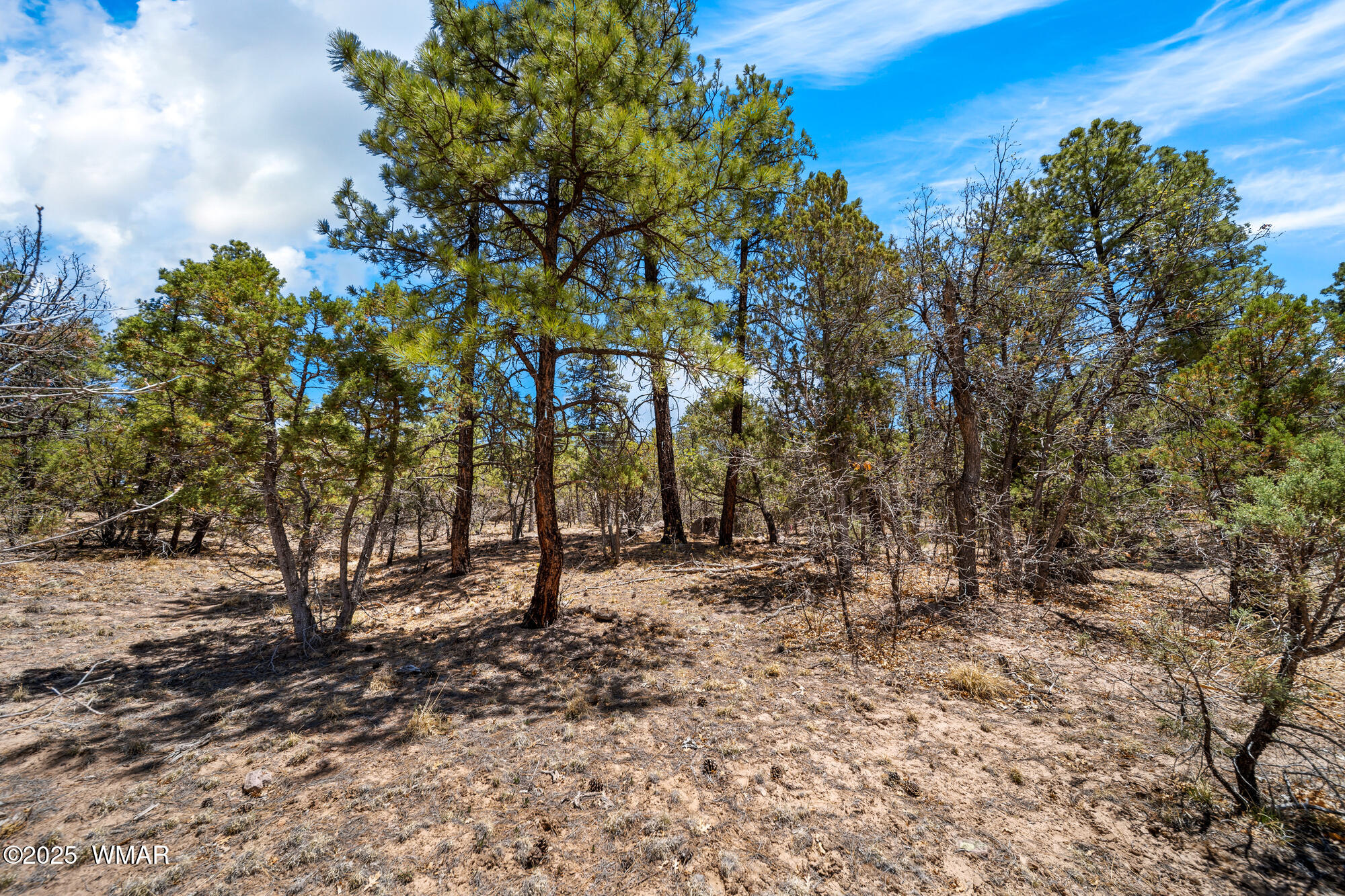 4490 West Hawthorn Road Show Low, AZ 85901 - Photo 4 of 9 Lots Of Mature Trees On Lot
