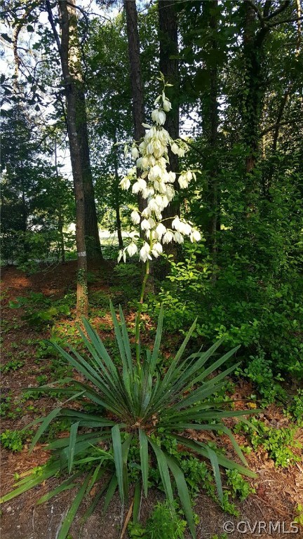 8074 Peaks Road Hanover, VA 23069 - Photo 18 of 28 a plant that is in a garden
