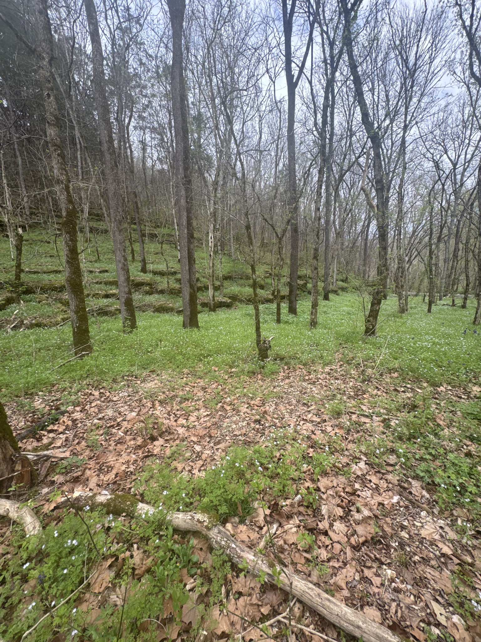 0 McBroom Branch Road Baxter, TN 38544 - Photo 12 of 31