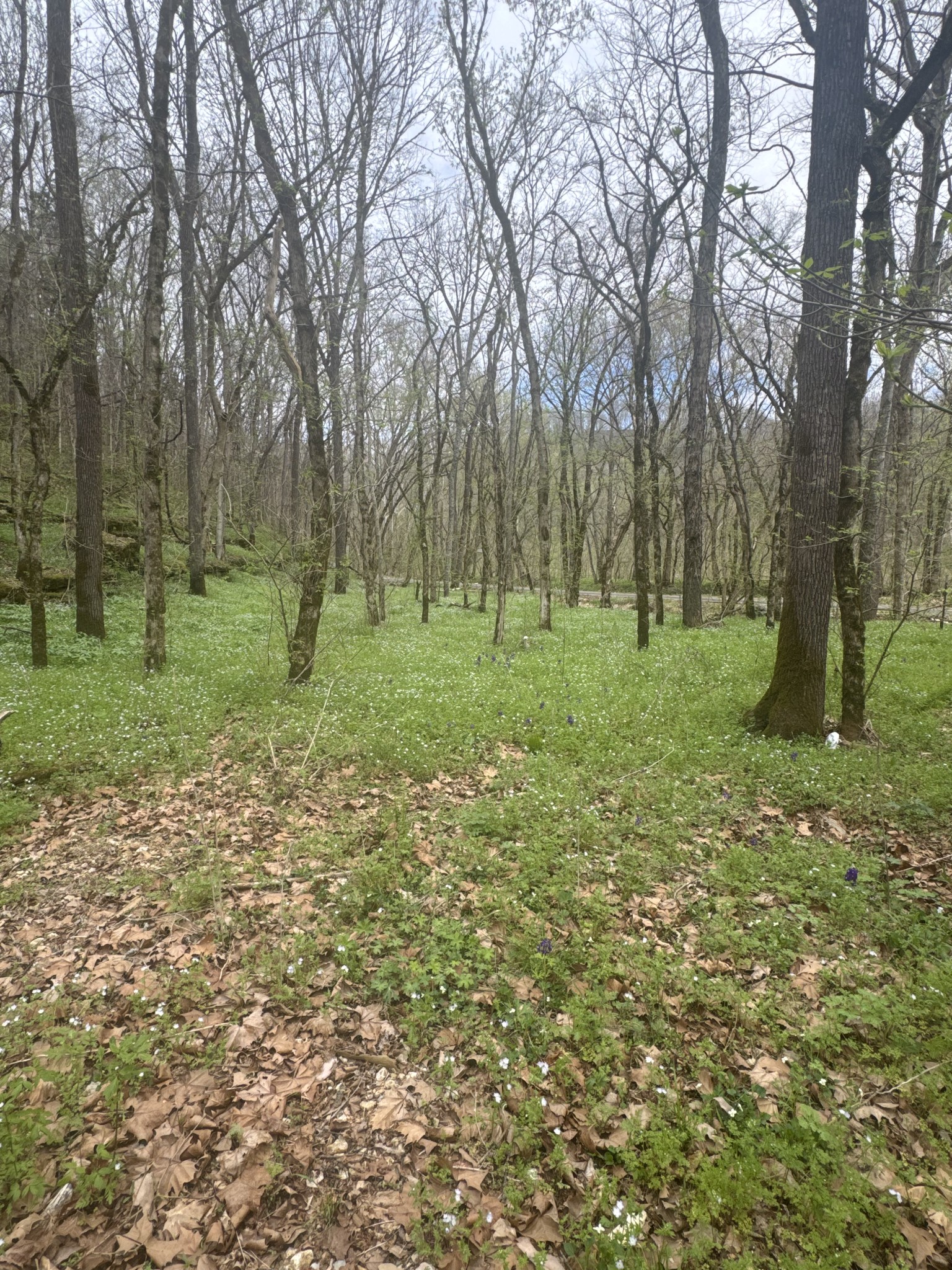 0 McBroom Branch Road Baxter, TN 38544 - Photo 13 of 31