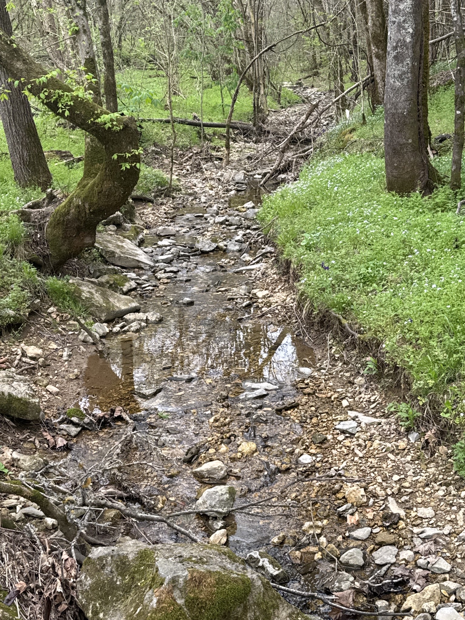 0 McBroom Branch Road Baxter, TN 38544 - Photo 15 of 31