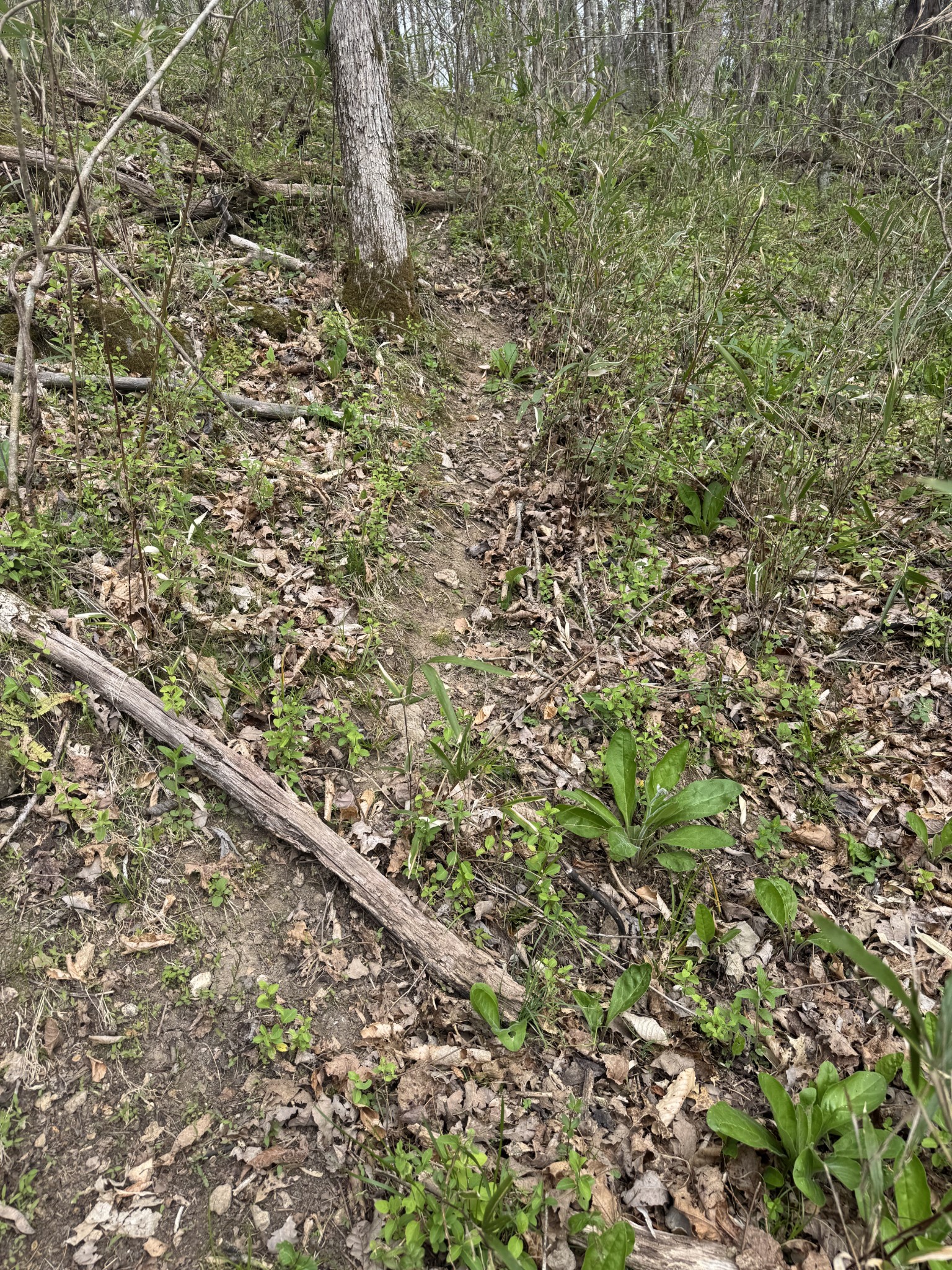 0 McBroom Branch Road Baxter, TN 38544 - Photo 21 of 31