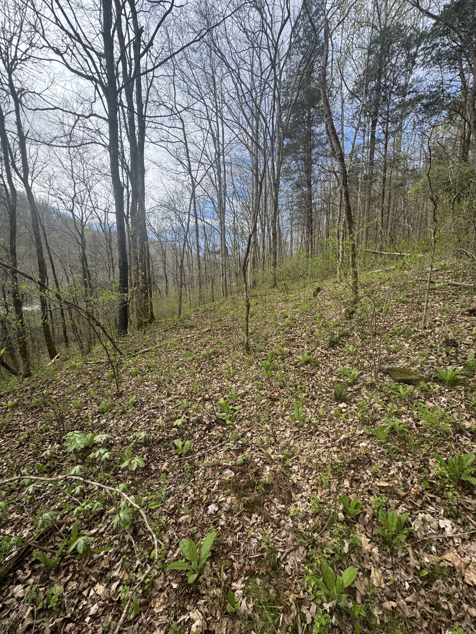 0 McBroom Branch Road Baxter, TN 38544 - Photo 22 of 31