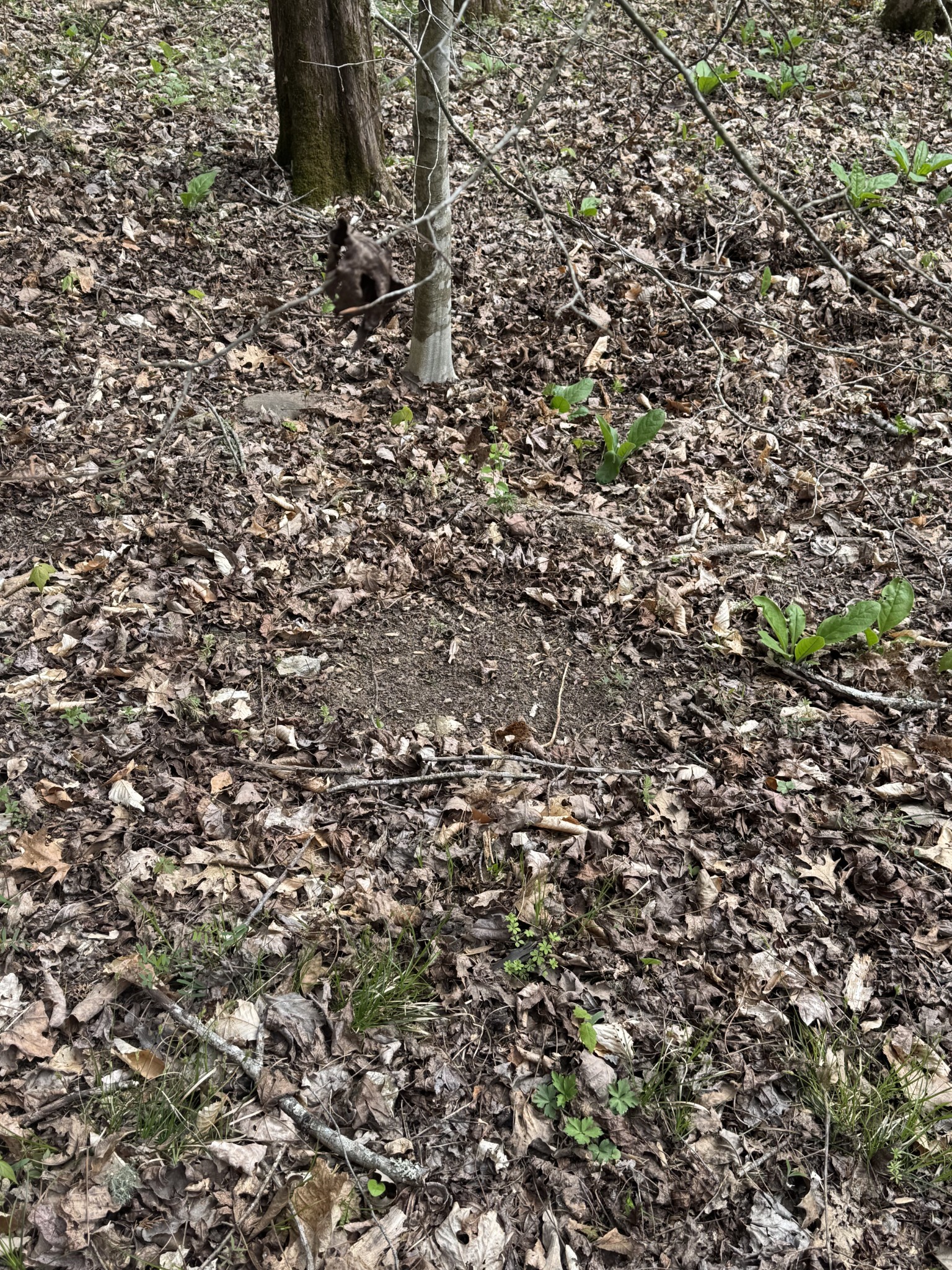 0 McBroom Branch Road Baxter, TN 38544 - Photo 23 of 31