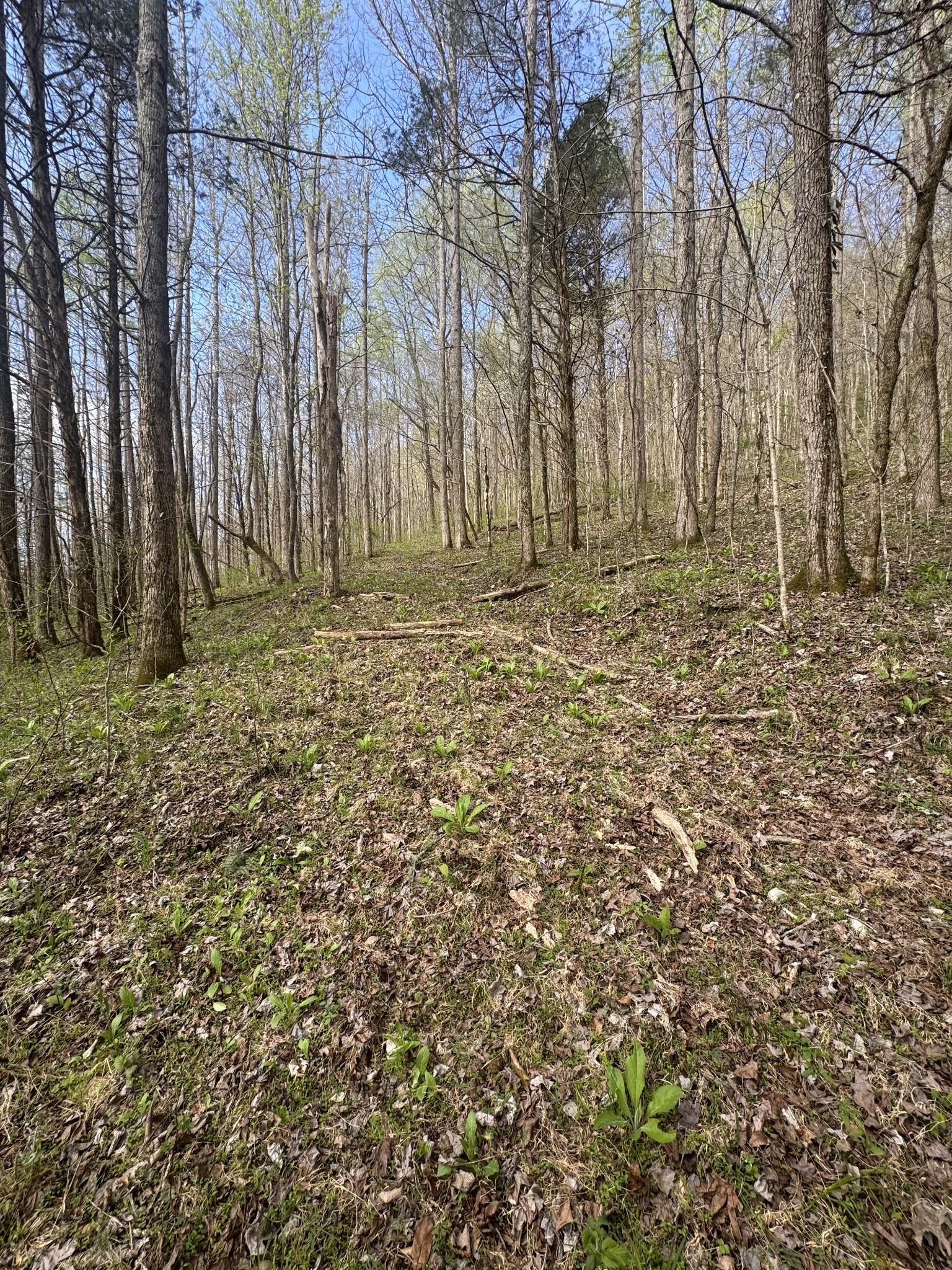 0 McBroom Branch Road Baxter, TN 38544 - Photo 24 of 31