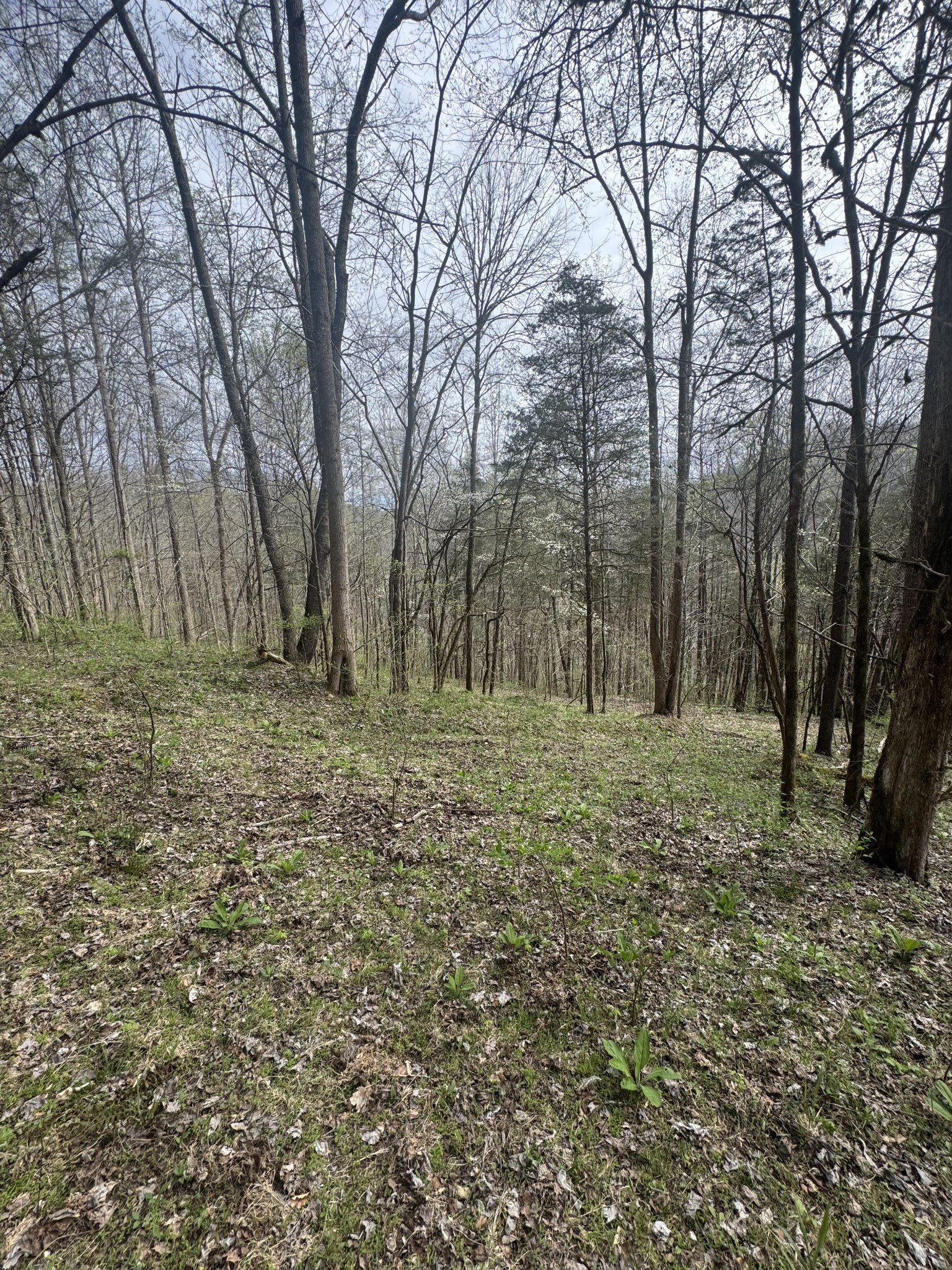 0 McBroom Branch Road Baxter, TN 38544 - Photo 25 of 31