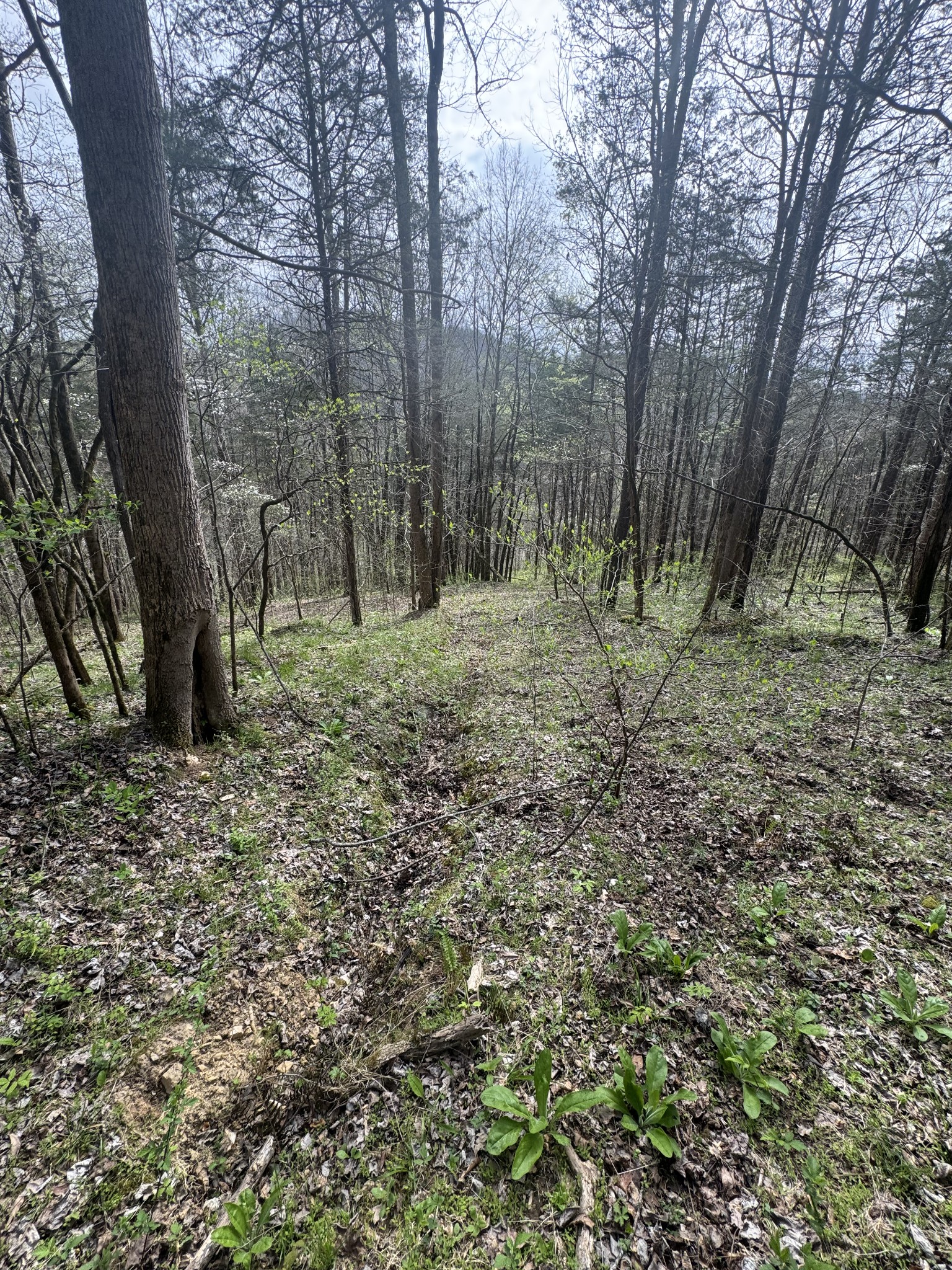 0 McBroom Branch Road Baxter, TN 38544 - Photo 26 of 31