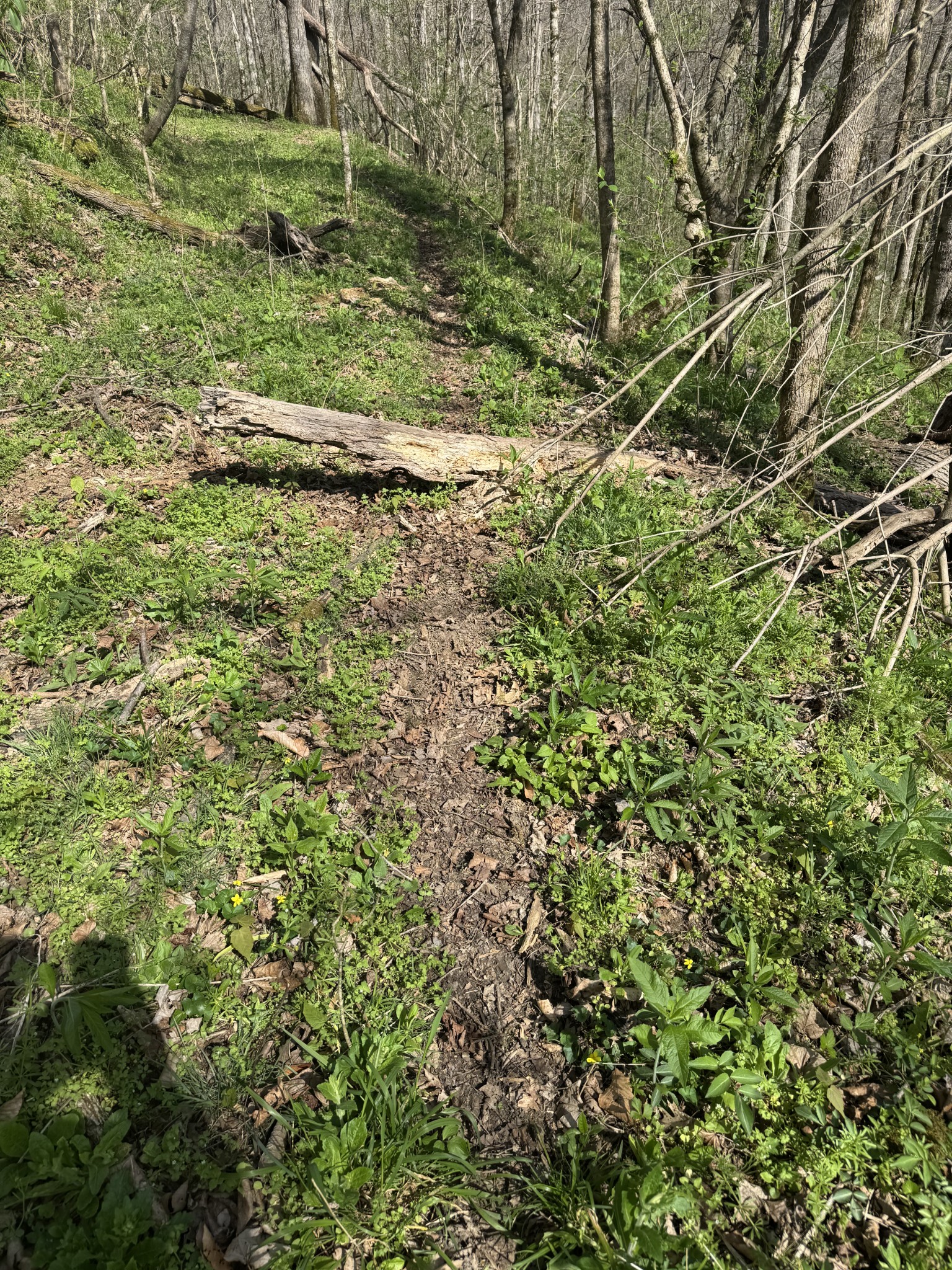 0 McBroom Branch Road Baxter, TN 38544 - Photo 27 of 31