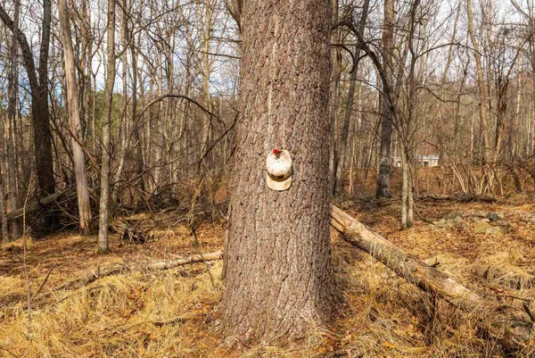 $550,000 | Lot 1 Hopkins Gap Road, Fulks Run, VA 22830