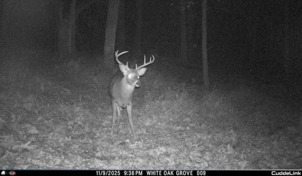 $550,000 | Lot 1 Hopkins Gap Road, Fulks Run, VA 22830