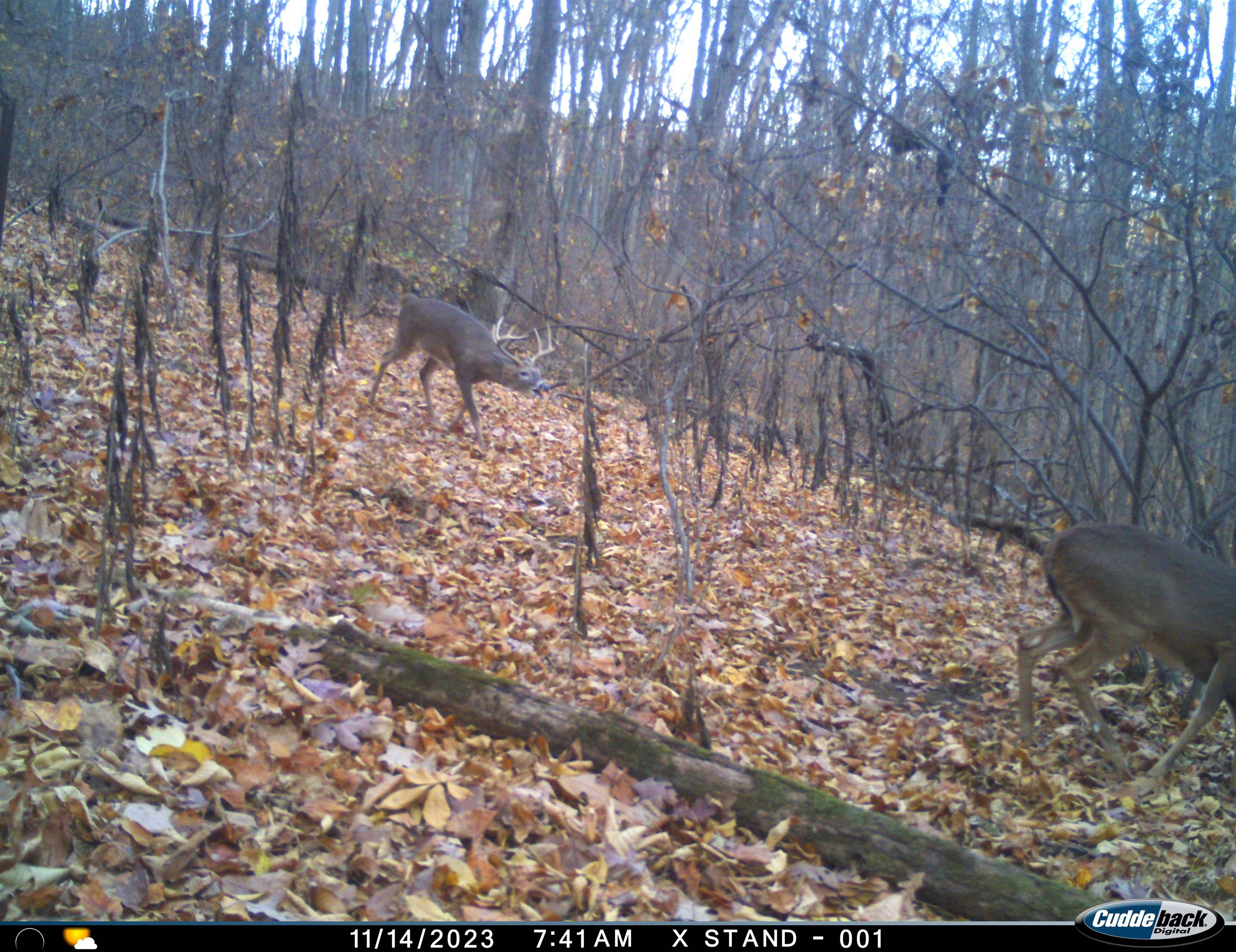 Lot 1 Hopkins Gap Road Fulks Run, VA 22830 - Photo 57 of 74