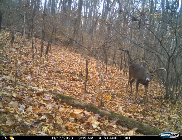 $550,000 | Lot 1 Hopkins Gap Road, Fulks Run, VA 22830