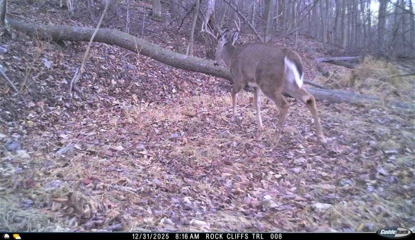 $550,000 | Lot 1 Hopkins Gap Road, Fulks Run, VA 22830