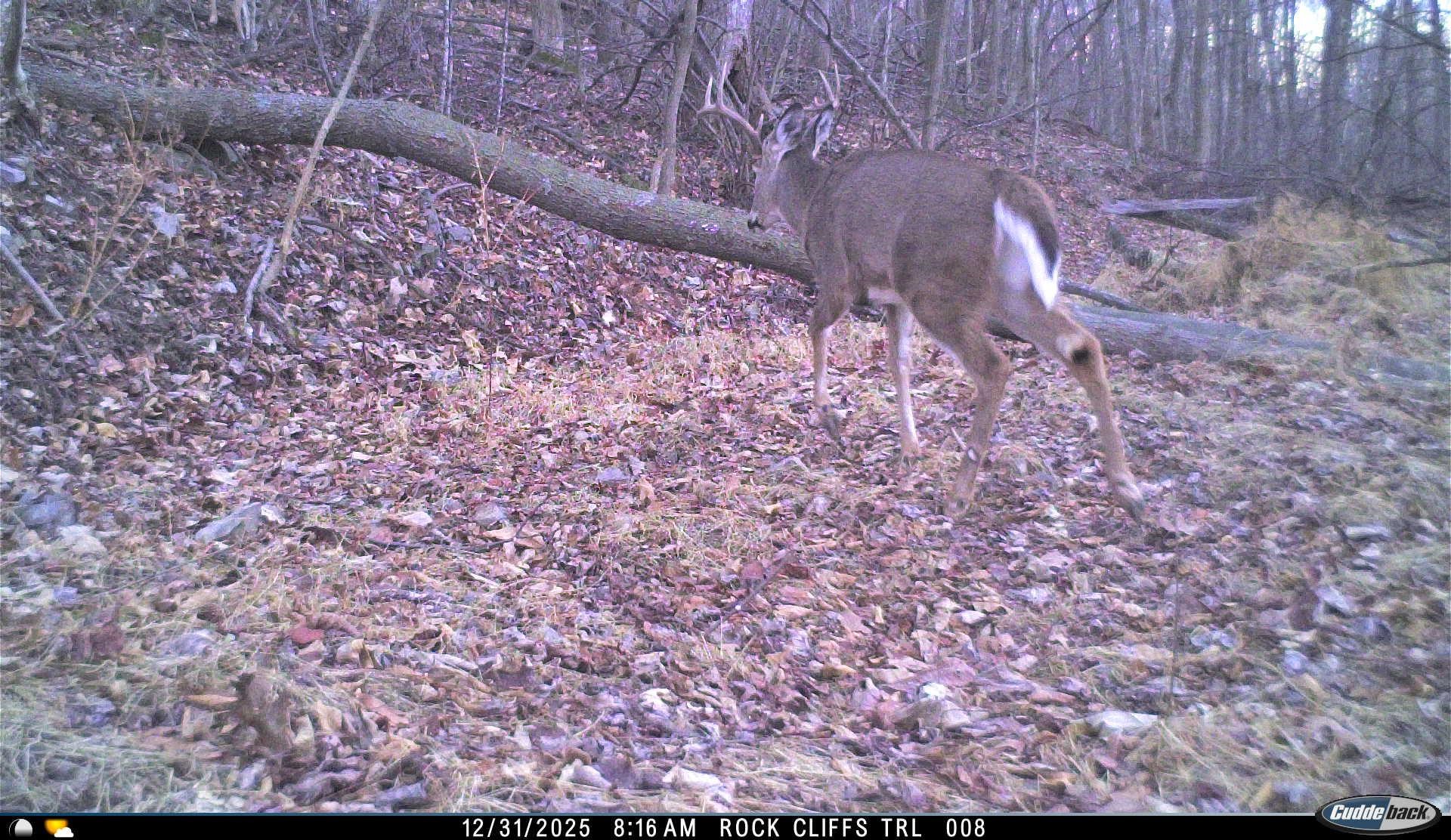 Lot 1 Hopkins Gap Road Fulks Run, VA 22830 - Photo 60 of 74