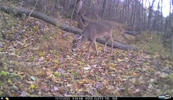 $550,000 | Lot 1 Hopkins Gap Road, Fulks Run, VA 22830