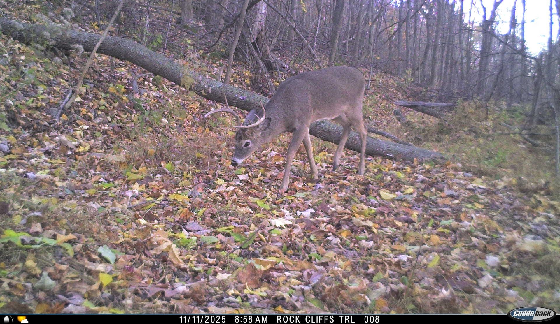 Lot 1 Hopkins Gap Road Fulks Run, VA 22830 - Photo 61 of 74