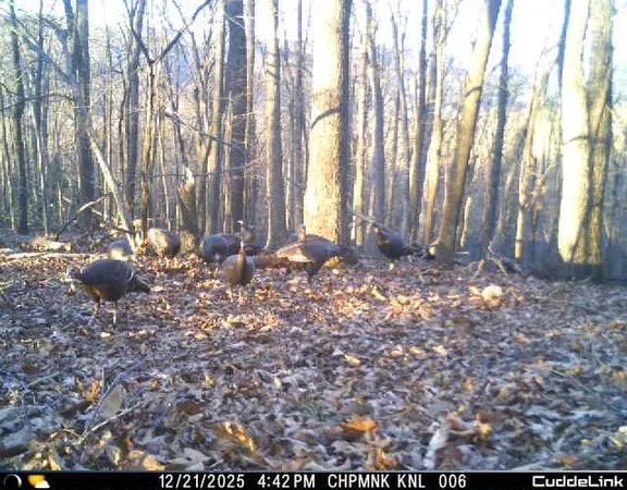 $550,000 | Lot 1 Hopkins Gap Road, Fulks Run, VA 22830