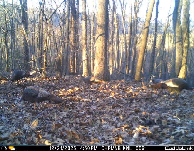 Lot 1 Hopkins Gap Road Fulks Run, VA 22830 - Photo 63 of 74