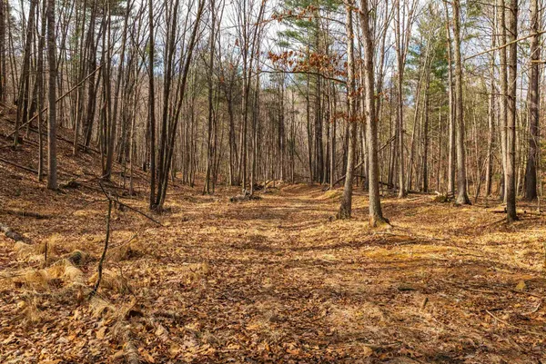 $550,000 | Lot 1 Hopkins Gap Road, Fulks Run, VA 22830