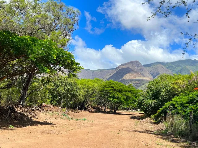 a view of a yard with plants and large trees