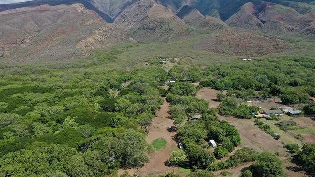 a view of a lush green forest with lots of trees