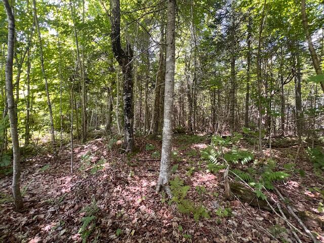 Lot 35 Woodland Ridge Road Danforth, ME 04424 - Photo 11 of 17