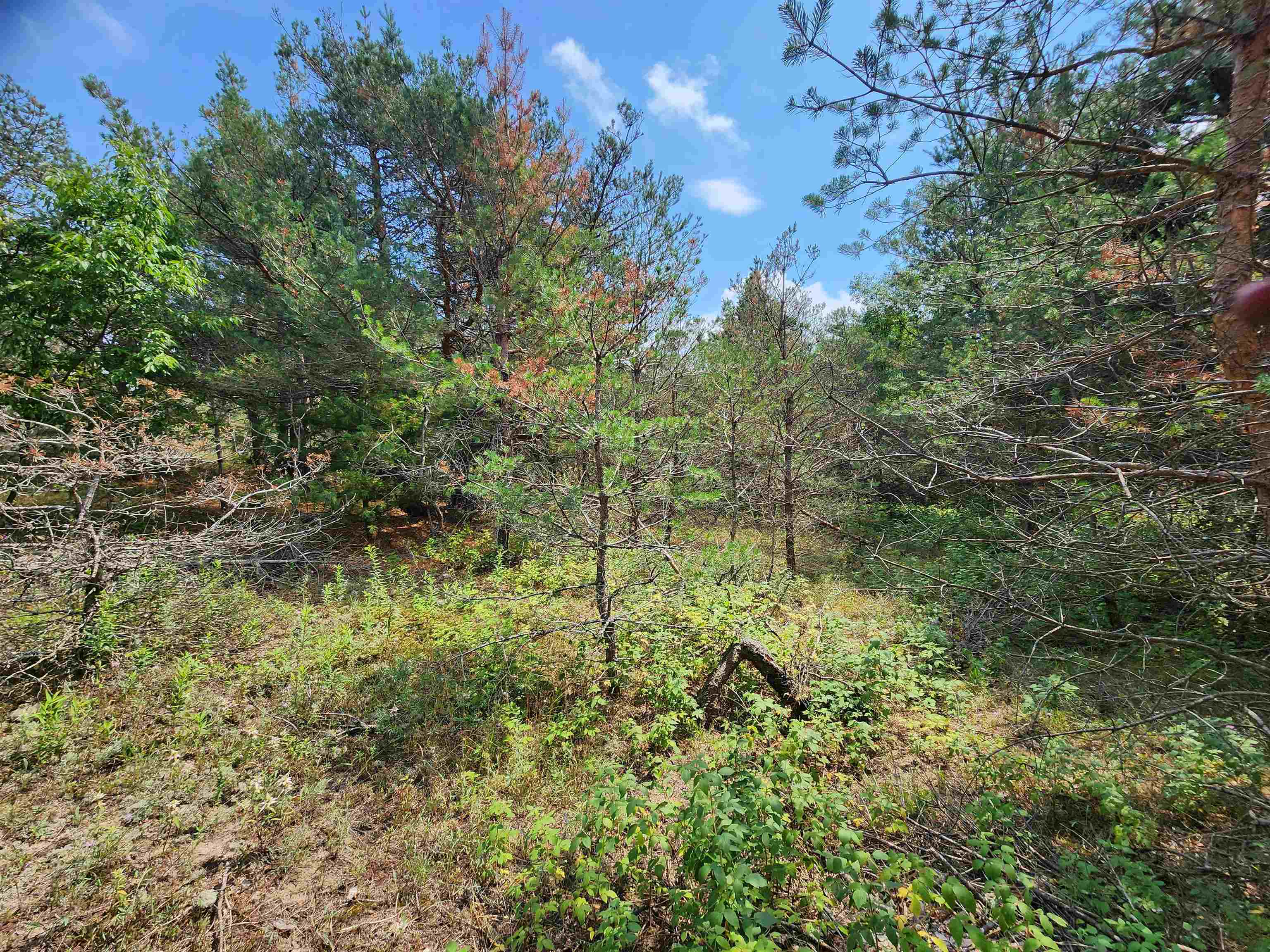 Parcel A East 18 1/2 Road Manton, MI 49663 - Photo 27 of 42 Gallery Image 27