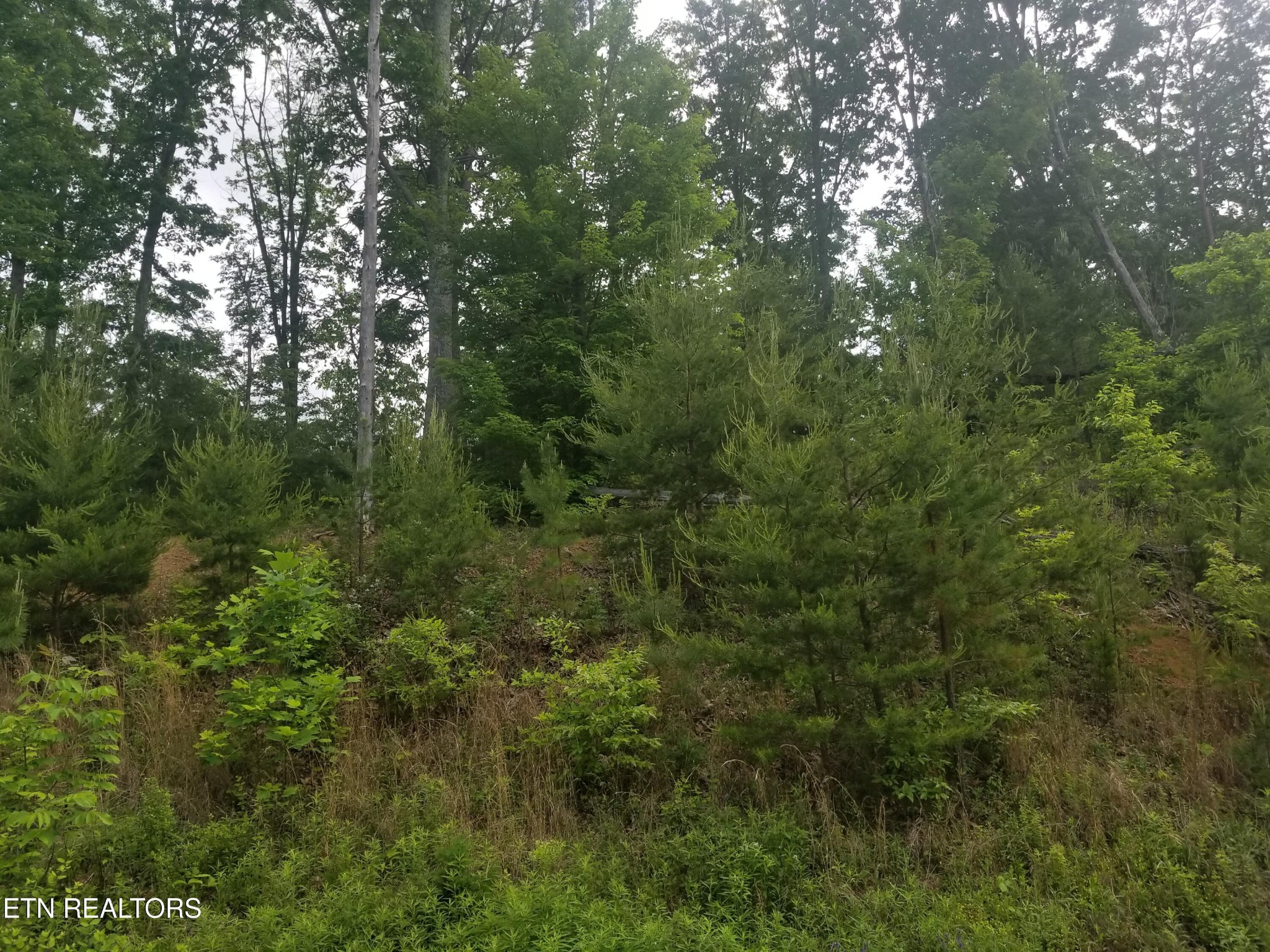 33 Bayside Boulevard Bean Station, TN 37708 - Photo 1 of 12 Gallery Image 1