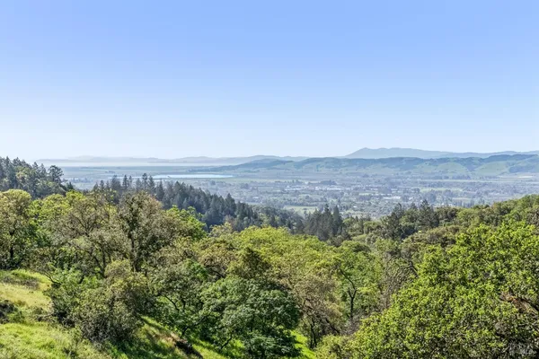 a view of a field of trees and covered with fog