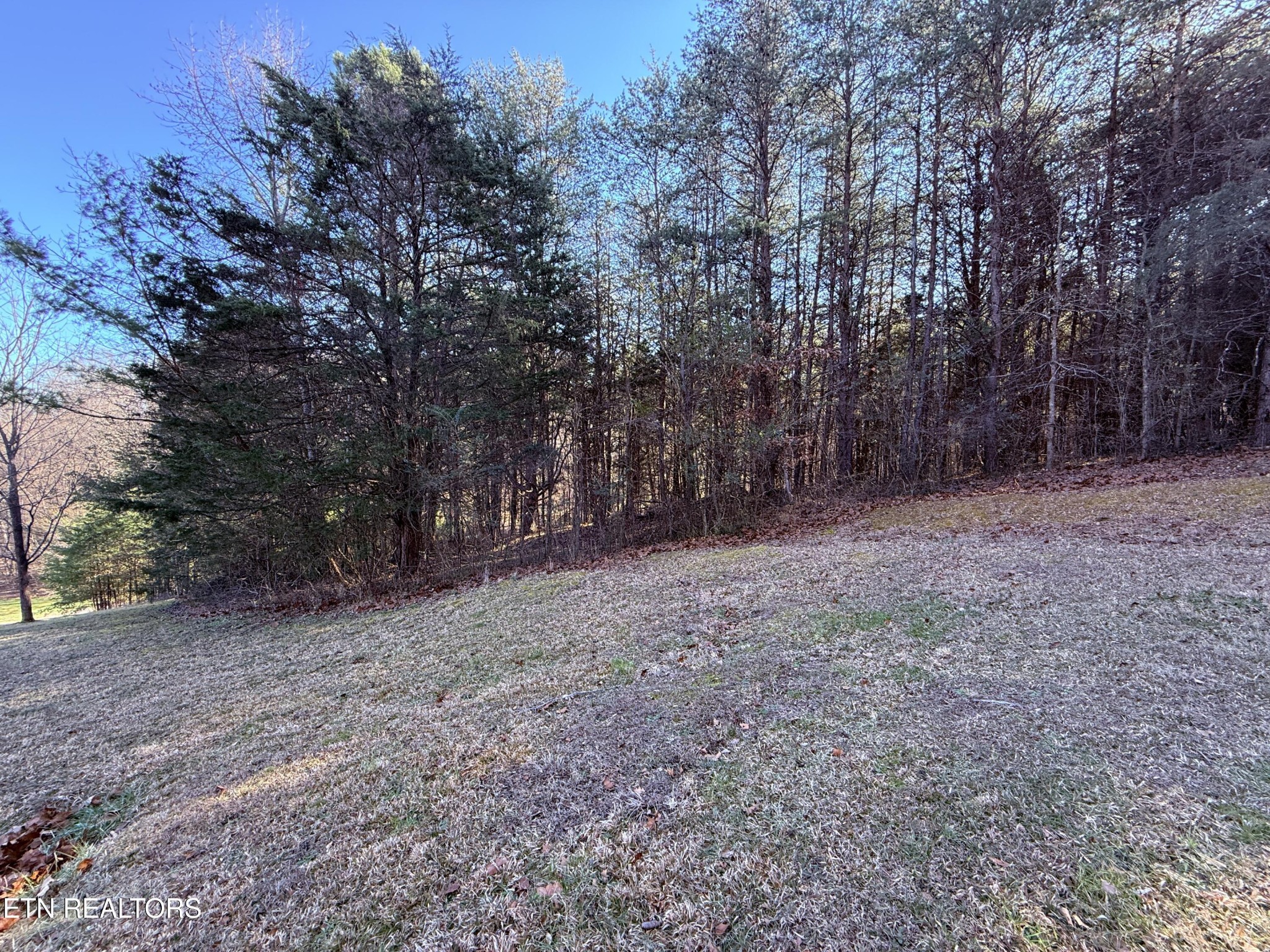 116 Brookstone Road Parrottsville, TN 37843 - Photo 23 of 31 a view of a forest with trees in the background