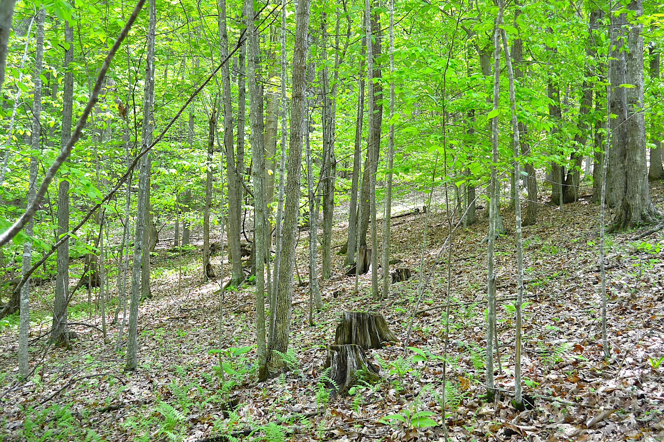Germany Road Renick, WV 24966 - Photo 9 of 22 Gallery Image 9