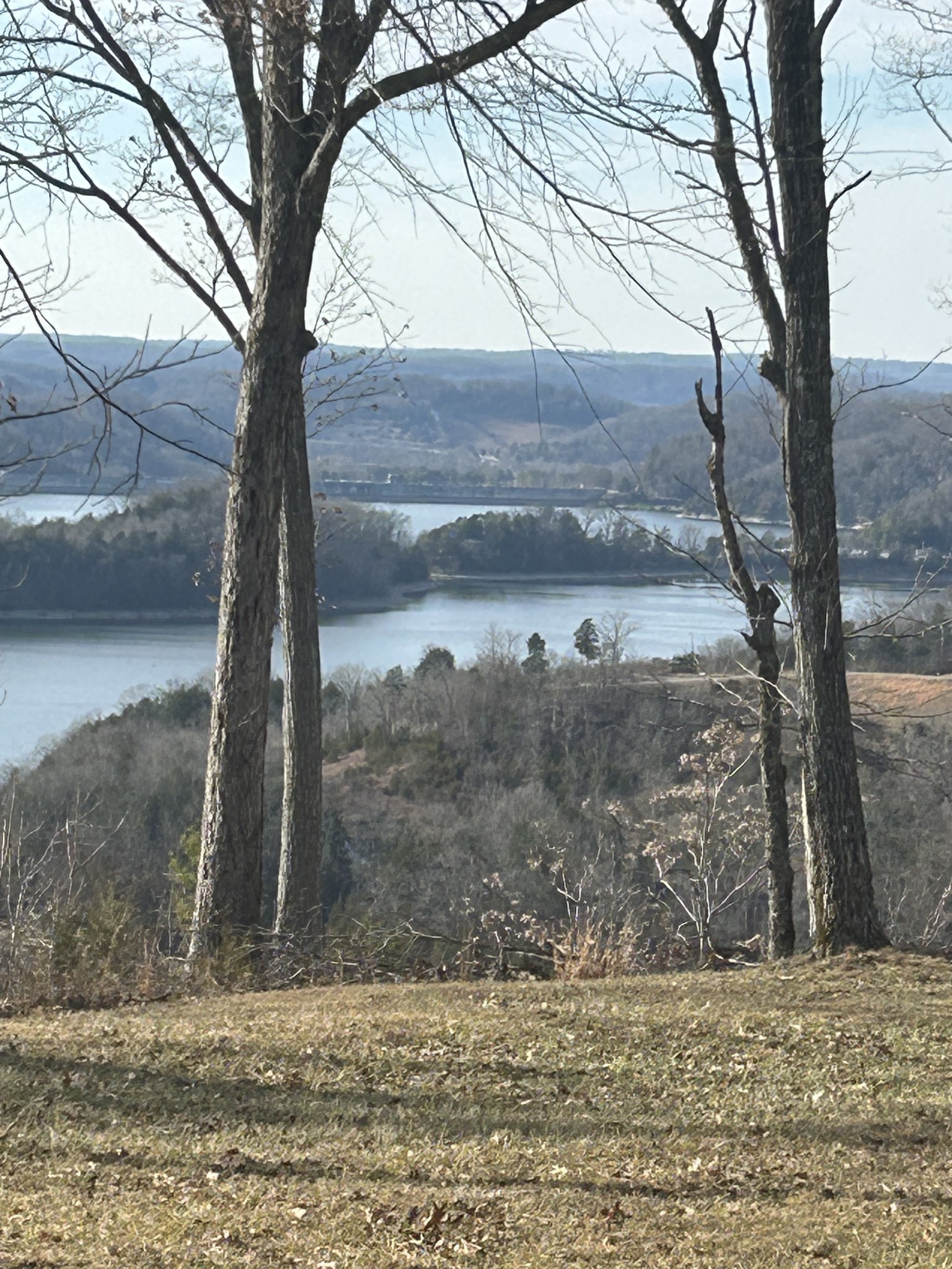 76 C Swan Ridge Road Celina, TN 38551 - Photo 11 of 20 a view of a yard with a tree