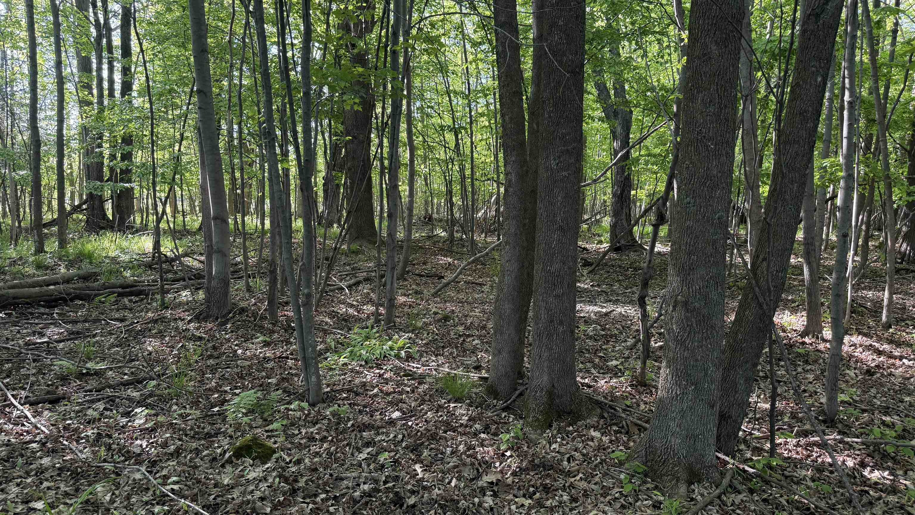 Lot 1 County Road Z Ringle, WI 54471 - Photo 7 of 22