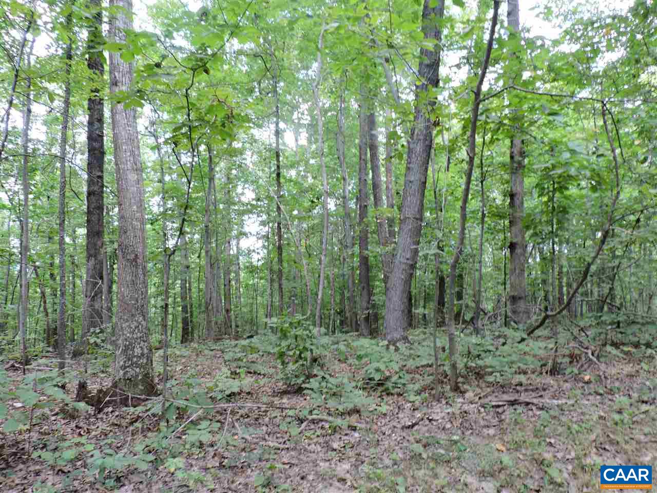 Frys Path Esmont, VA 22937 - Photo 18 of 31 a view of a forest