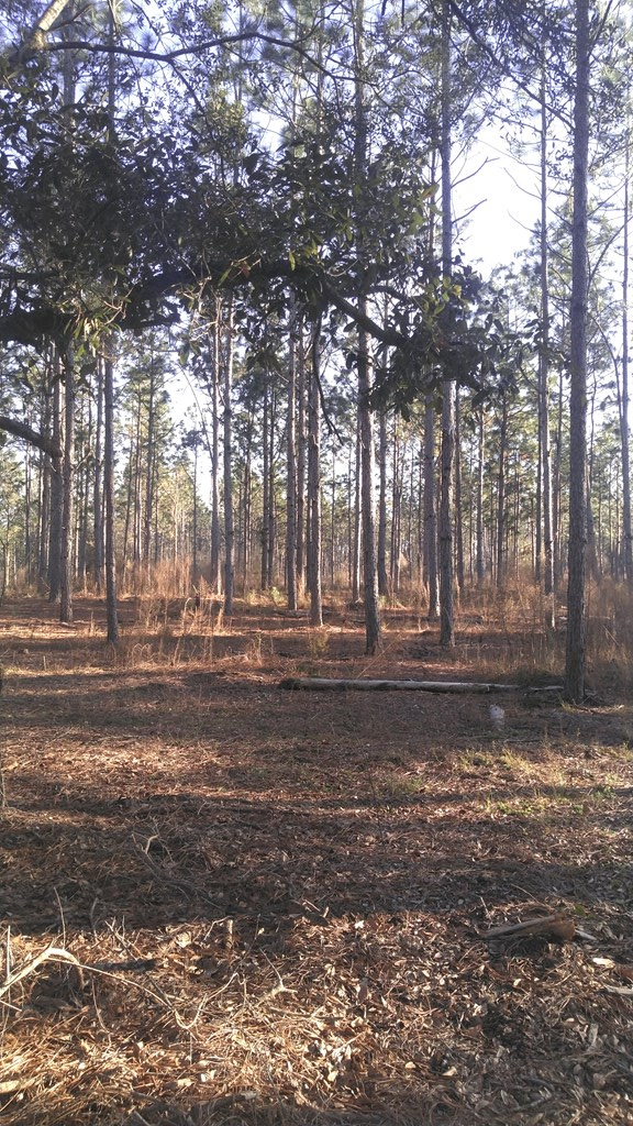 0 County Road 91 Slocomb, AL 36375 - Photo 3 of 5