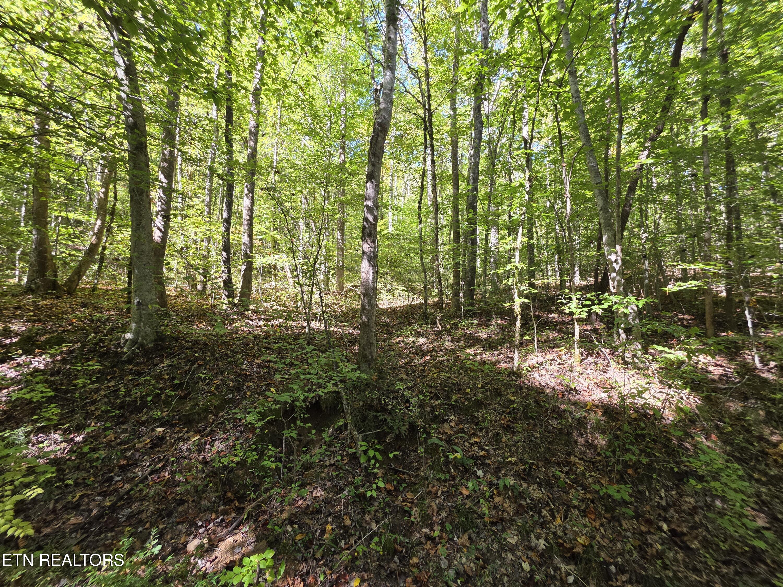 Tuskegee Drive Oak Ridge, TN 37830 - Photo 2 of 11 1000005598