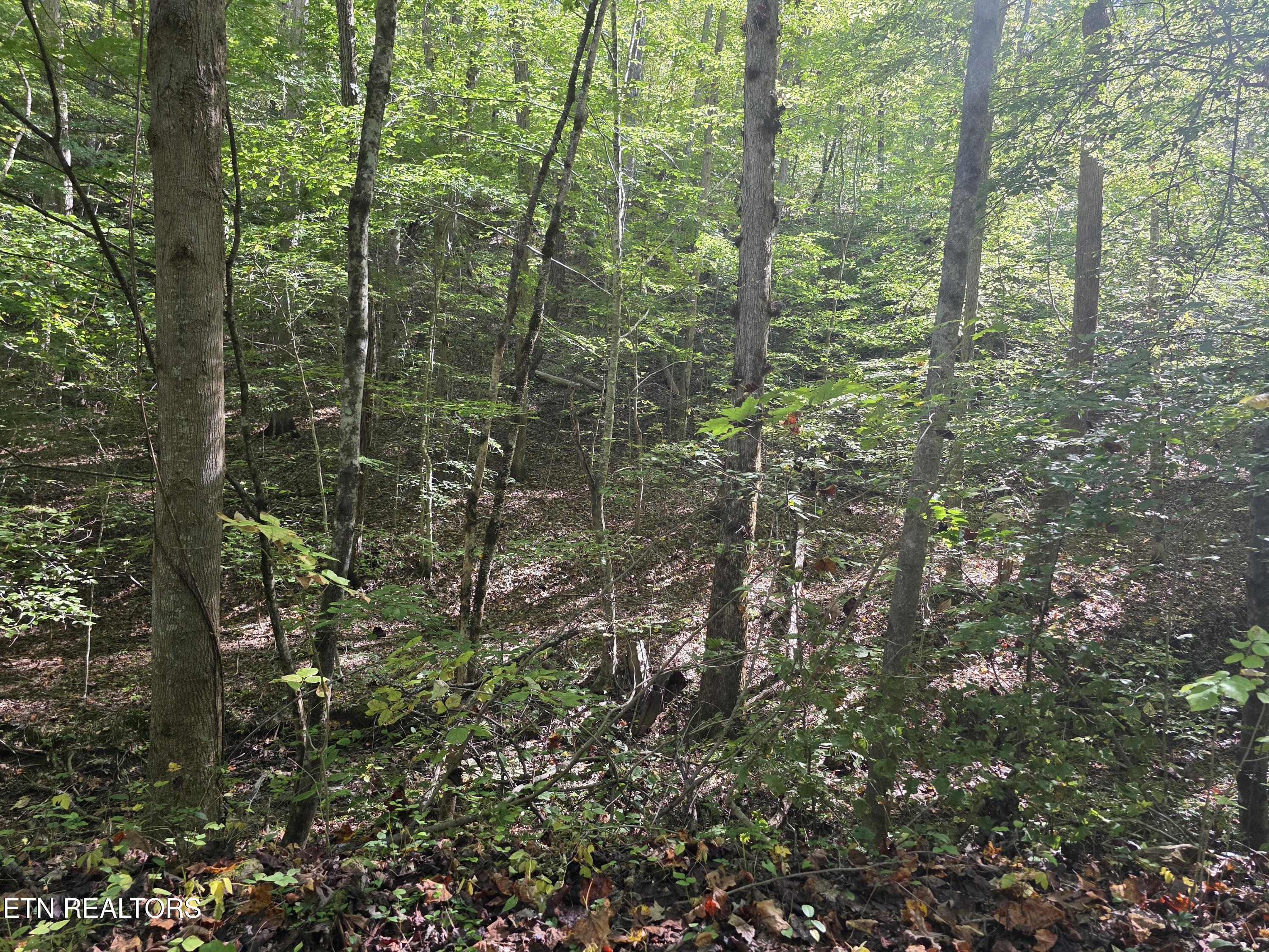 Tuskegee Drive Oak Ridge, TN 37830 - Photo 3 of 11 1000005597