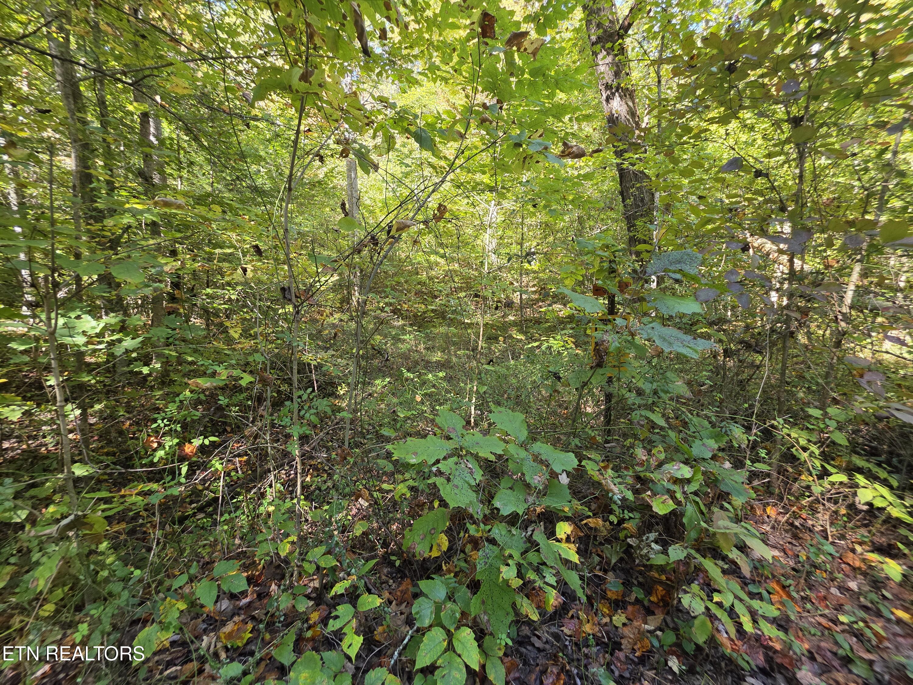 Tuskegee Drive Oak Ridge, TN 37830 - Photo 4 of 11 1000005601