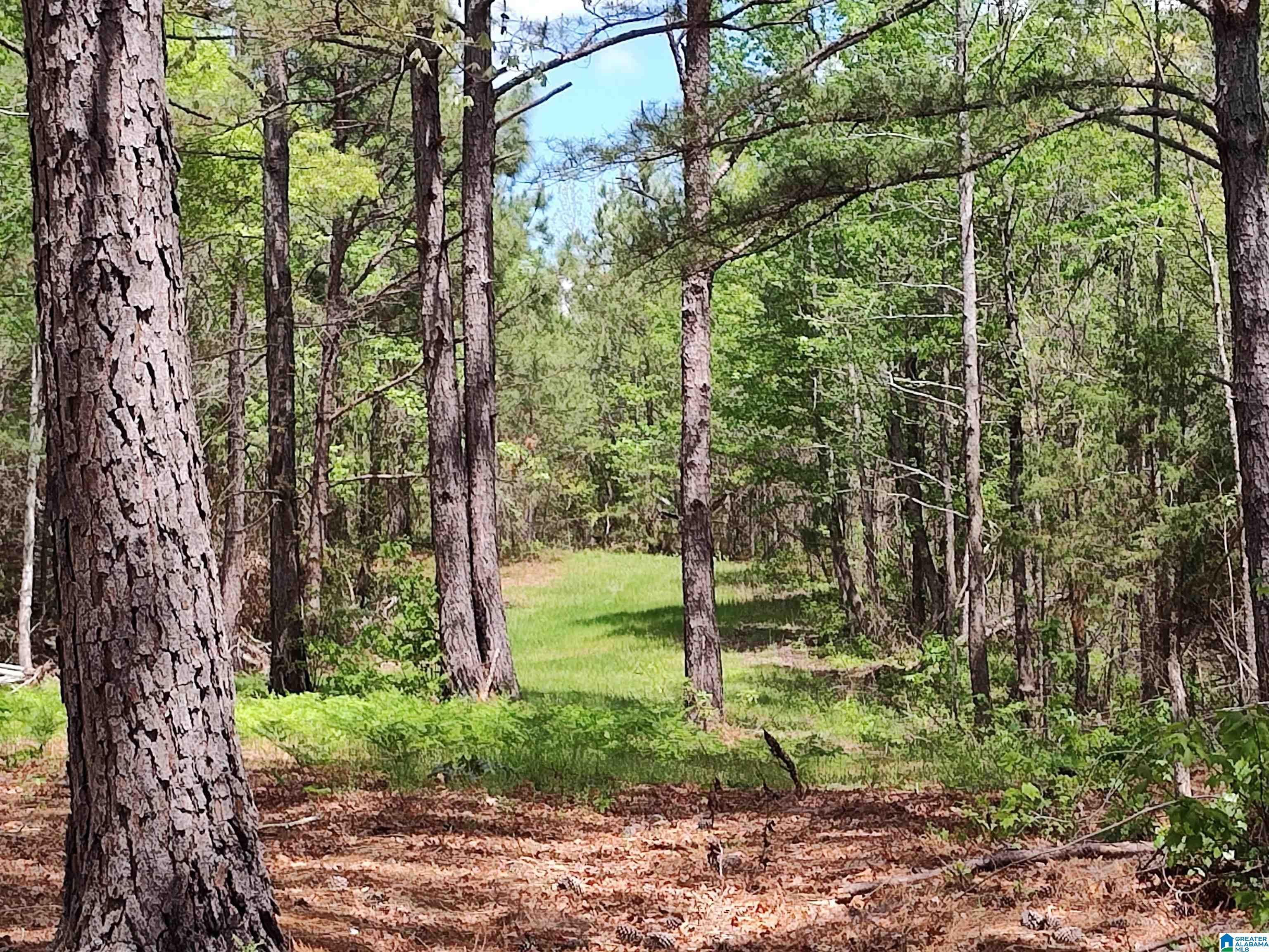 0 Little Tom Road Rockford, AL 35136 - Photo 6 of 8