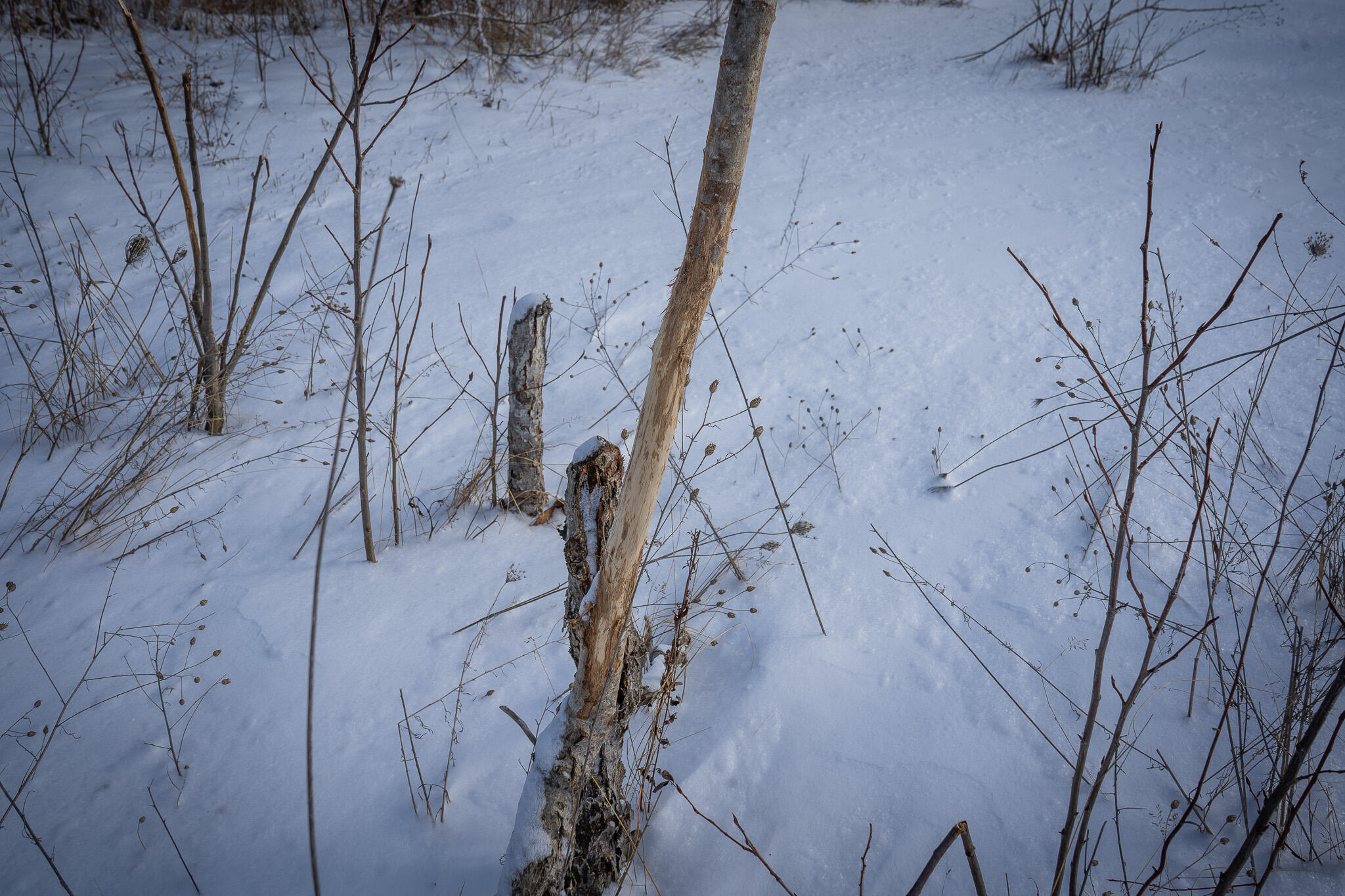 5143 South 8 Mile Road Falmouth, MI 49632 - Photo 33 of 58 DSC07489